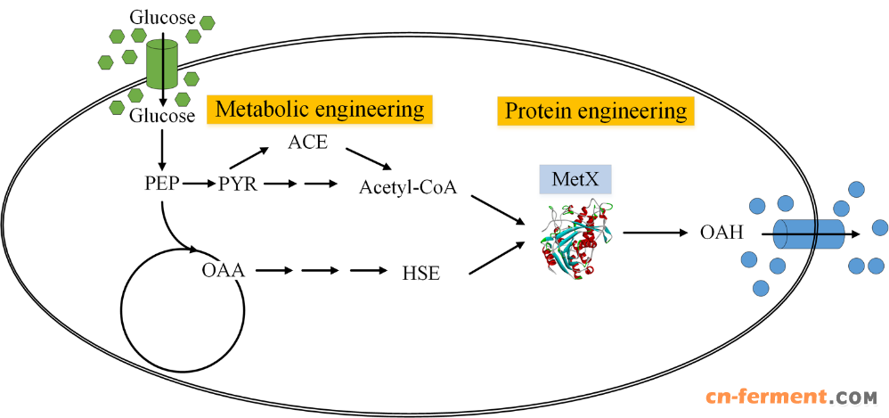 代谢改造谷氨酸棒杆菌生产O-乙酰高丝氨酸策略示意图