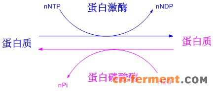 多磷酸化肽标记技术1