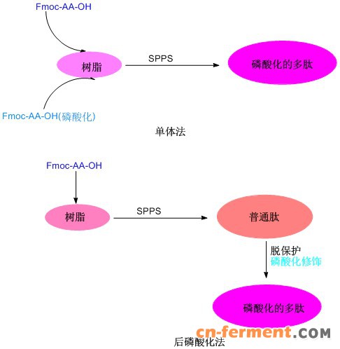 多磷酸化肽标记技术2