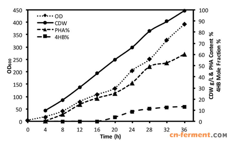 盐单胞菌用于低成本P34HB的工业化中试放大生产