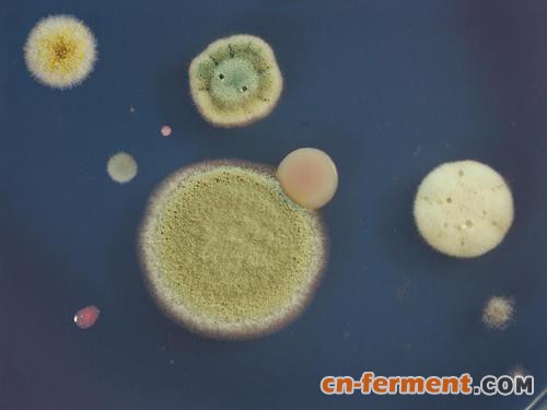 Berkeley Lights和Amyris合作改进微生物菌株的检测