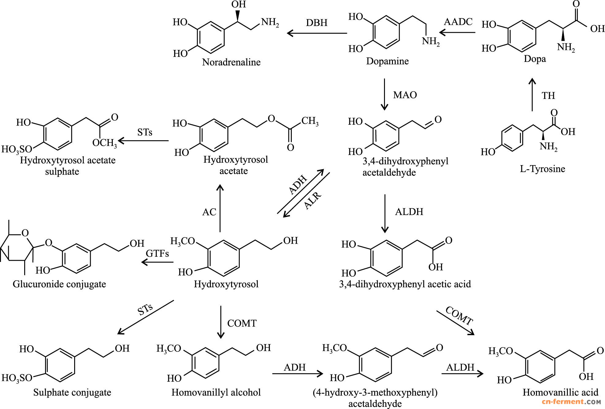 pathway of hydroxytyrosolin vivodbh:dopamineβ-hydroxylase