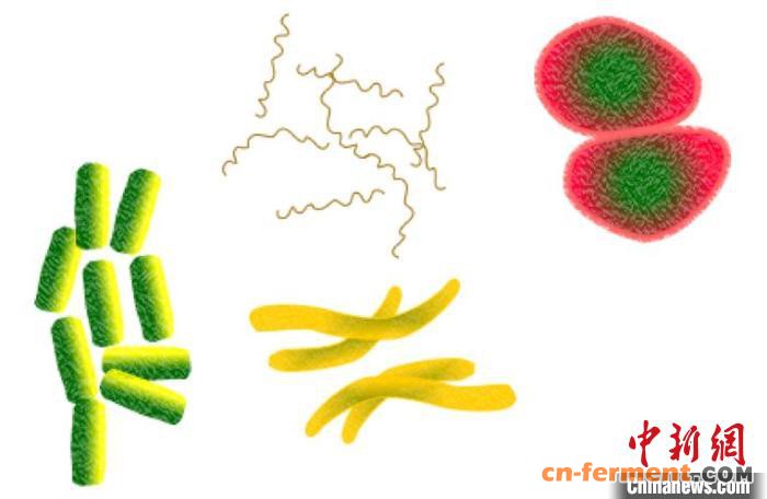中科院微生物所科普：抗生素为何不能抗病毒