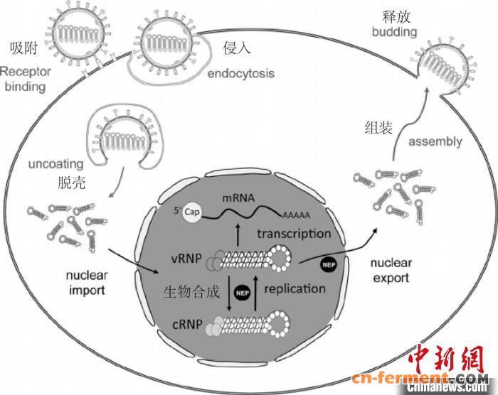 病毒复制示意图。　中科院微生物所/供图 摄