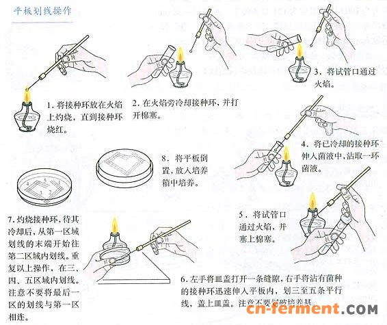 【纯化分离的方法二-稀释涂布平板法】Ⅰ.系列稀释操作Ⅱ.