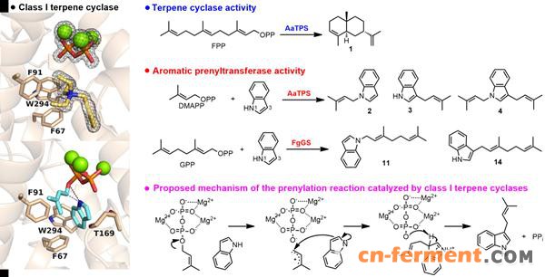 I型萜类合酶的芳香族异戊烯基转移酶功能