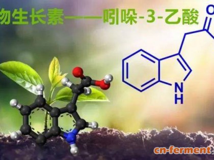 植物生长素——吲哚-3-乙酸