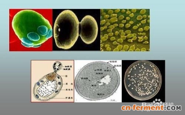 毕赤酵母电转化法感受态细胞的制备步骤