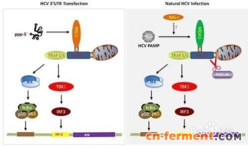 毕赤酵母电转化法感受态细胞的制备步骤