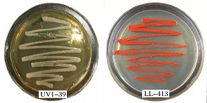 width=303,height=151,dpi=110 3