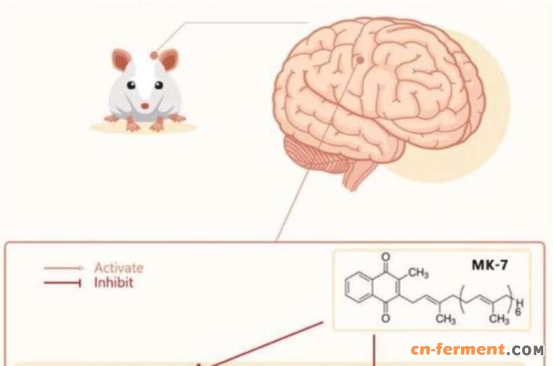 Vitamin K shows evidence of brain benefits in rats