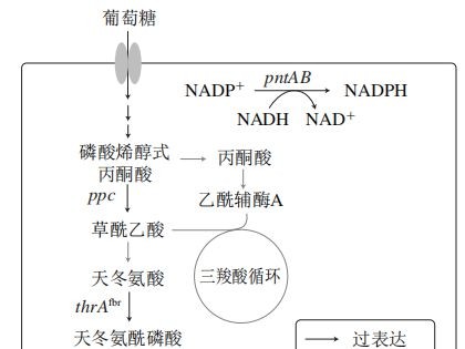 天津科技大学张成林教授等：高效合成L-高丝氨酸大肠杆菌基因工程菌株的构建
