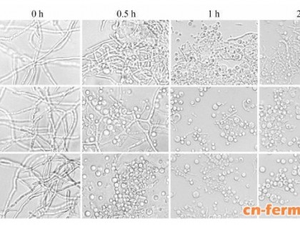 麦角菌Cp-1菌株遗传转化体系的建立