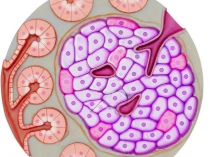 美国哈佛大学医学院研究：精氨酸可能保护1型糖尿病β细胞