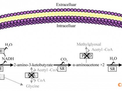 重组大肠杆菌全细胞催化L-苏氨酸合成2, 5-二甲基吡嗪