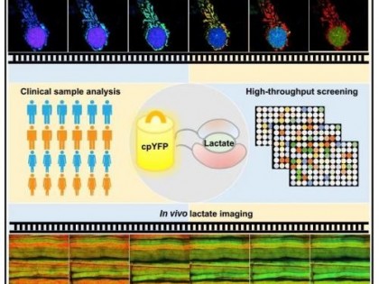 华东理工杨弋团队基于荧光 RNA 开发普适性构建方法，有望针对任意分子构建高性能传感器