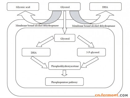 生物法转化甘油生产1,3-二羟基丙酮的研究进展