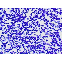 提供抗噬菌体基因工程大肠杆菌空白宿主，由BL21(DE3)底盘改造，对常见90%以上噬菌体抗性检测有效