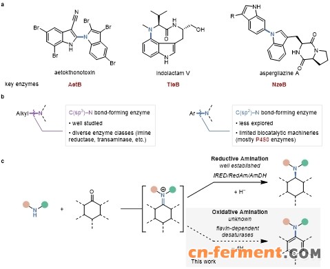 20250409-Angew. Chem. -刘臻-1. 苯胺类化合物的生物合成新策略.jpg