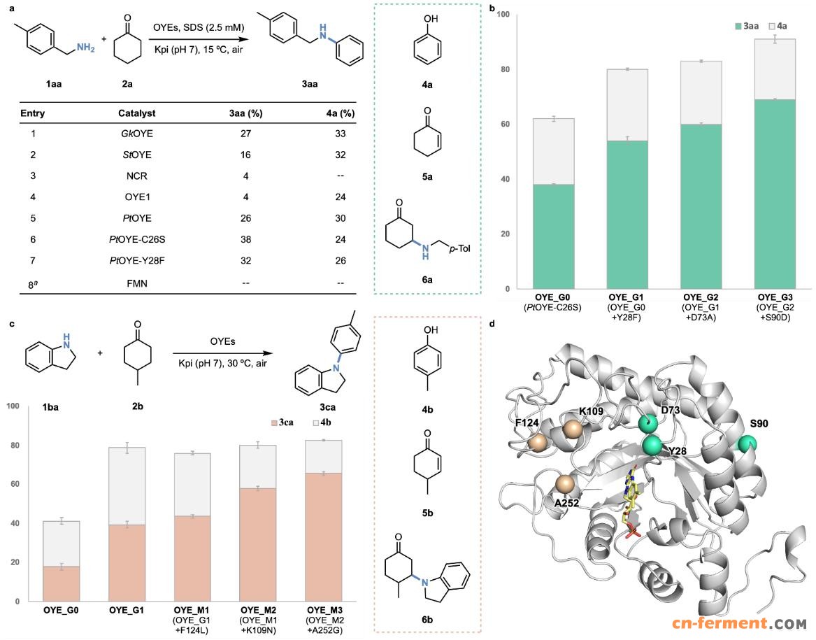 20250409-Angew. Chem. -刘臻-2. 针对二级与三级苯胺分别开展的蛋白质工程化改造.jpg