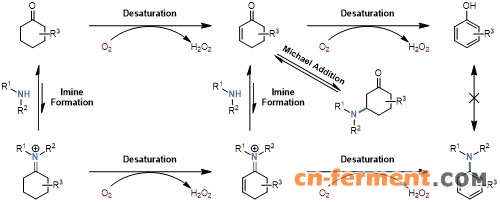20250409-Angew. Chem. -刘臻-5. 酶催化苯胺合成反应的推测过程.jpg