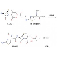 求购头孢噻肟的酶法生产技术