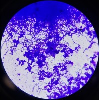 求购环丝氨酸发酵技术