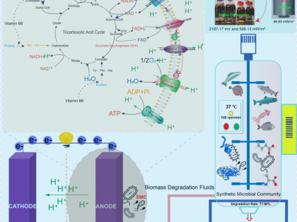 新疆大学岳海涛教授团队iScience:构建电活性合成菌群，实现生物质到生物能源的协同转化