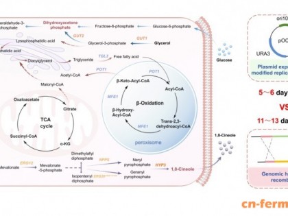 解脂耶氏酵母代谢工程合成萜类化合物:进展、策略与展望