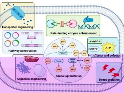 综述:微生物提取食品色素的技术:见解与应用