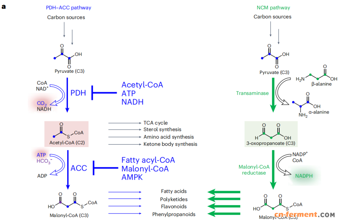 （来源：Nature Catalysis）