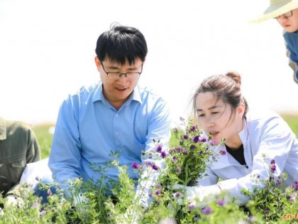 青岛农业大学孙娟团队从苜蓿根际分离出被孢霉属 零污染 能实现“零污染”控草