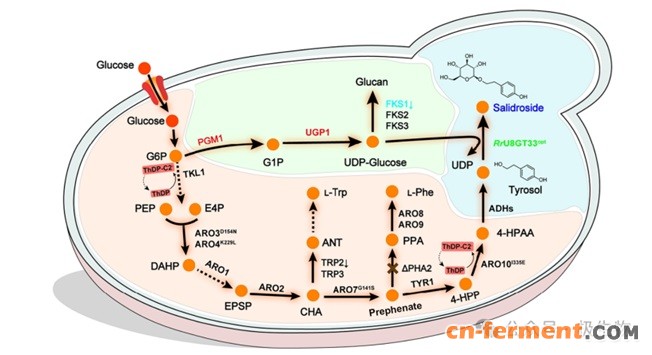 红景天苷代谢图