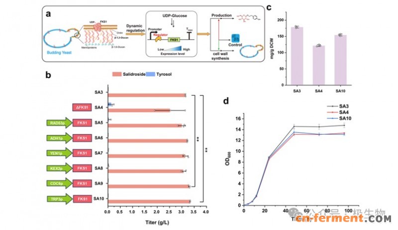 红景天苷碳流图
