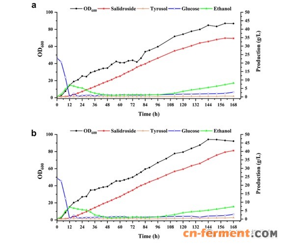 红景天苷发酵曲线图