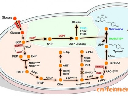 40.46 g/L！天津大学团队刷新红景天苷世界纪录