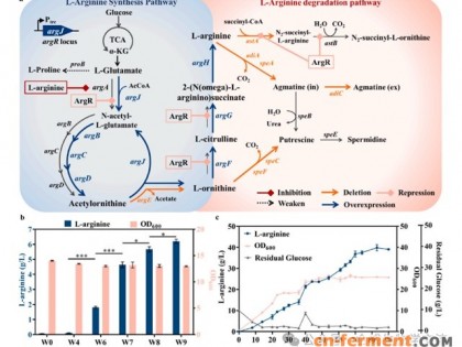 浙工大郑裕国团队改造大肠杆菌氮代谢，L - 精氨酸产量突破 102g/L！