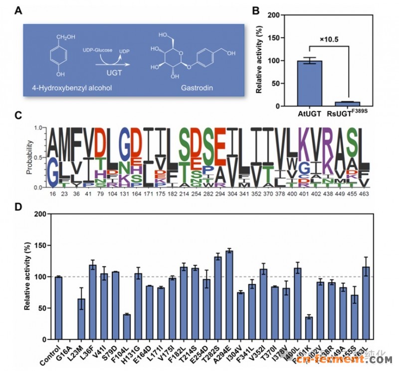 天麻素核心酶挖掘