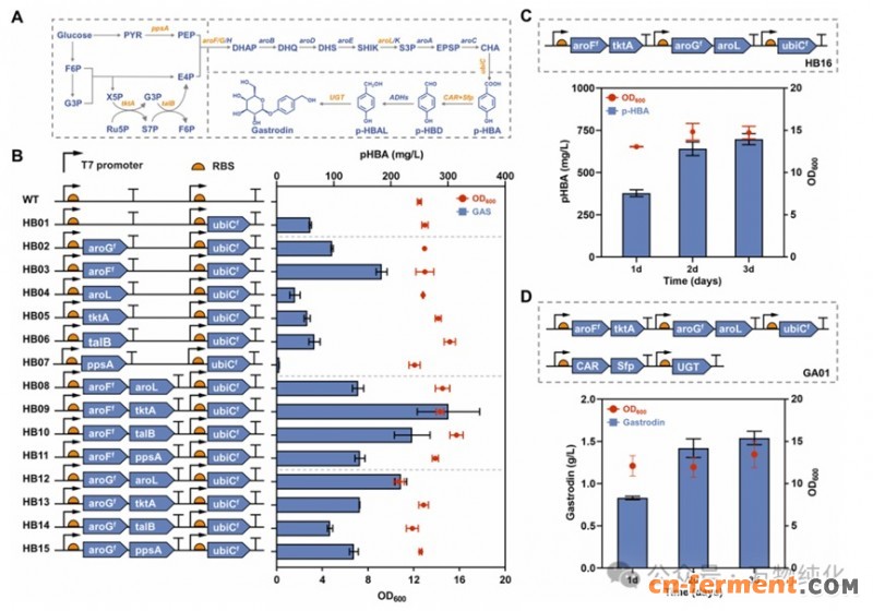 天麻素核心酶挖掘4