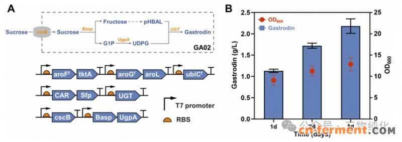 天麻素核心酶挖掘5