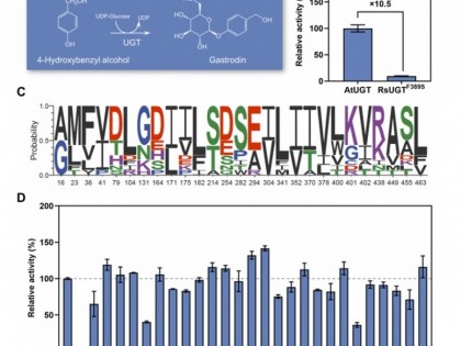 13.73 g/L丨南京林业大学大肠杆菌高水平从头合成天麻素