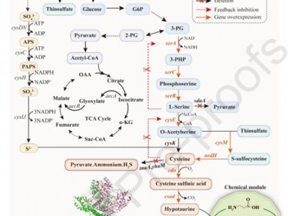 中科院天津工生所创造发酵法牛磺酸生产世界纪录 4.08 g/L！