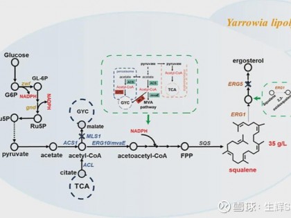 解酯耶氏酵母生产EPA，角鲨烯