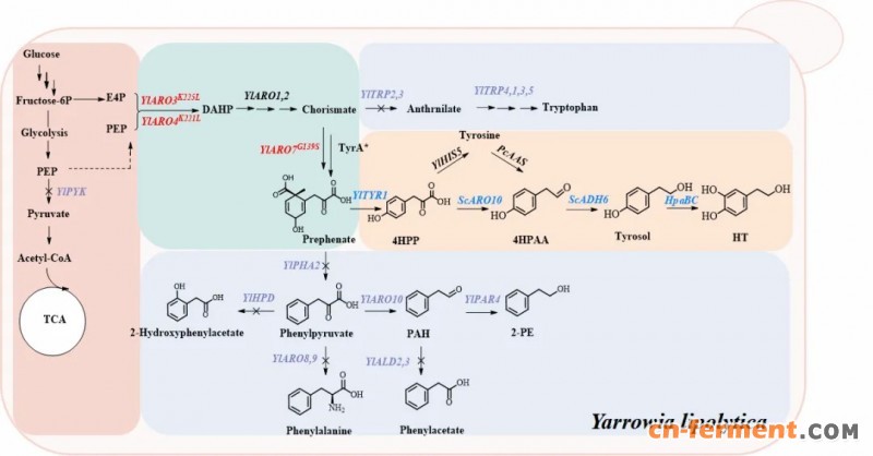 羟基酪醇代谢途径