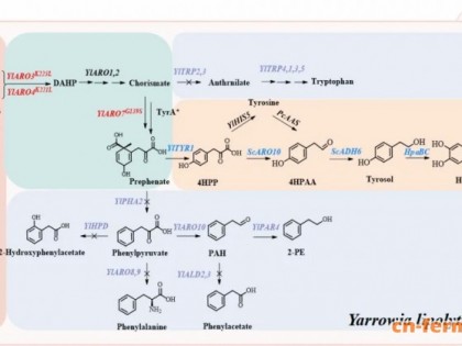 云南红河学院杨生超中药材科技创新团队生物合成生产羟基酪醇刷新最高产量纪录