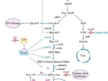 利用组合代谢工程策略改造大肠杆菌从头合成2′-岩藻糖基乳糖