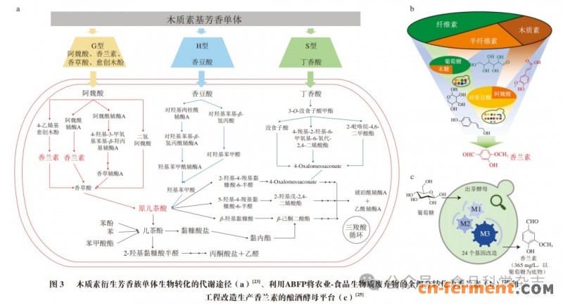 香兰素合成途径