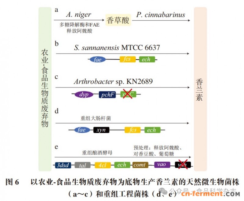 各种香兰素菌种设计