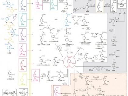 《食品科学》：江苏大学周存山教授等：利用农业-食品生物质废弃物生物转化制备香兰素的研究进展