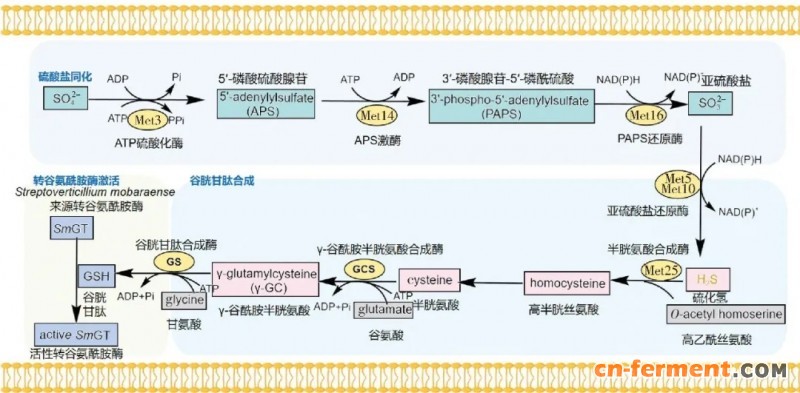 以酿酒酵母为宿主合成活性TGase的代谢过程